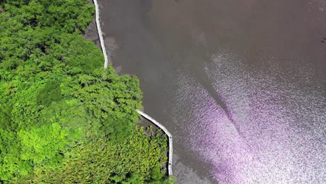 sunlight reflection on calm river water in negros oriental, philippines - top-down drone, ascending