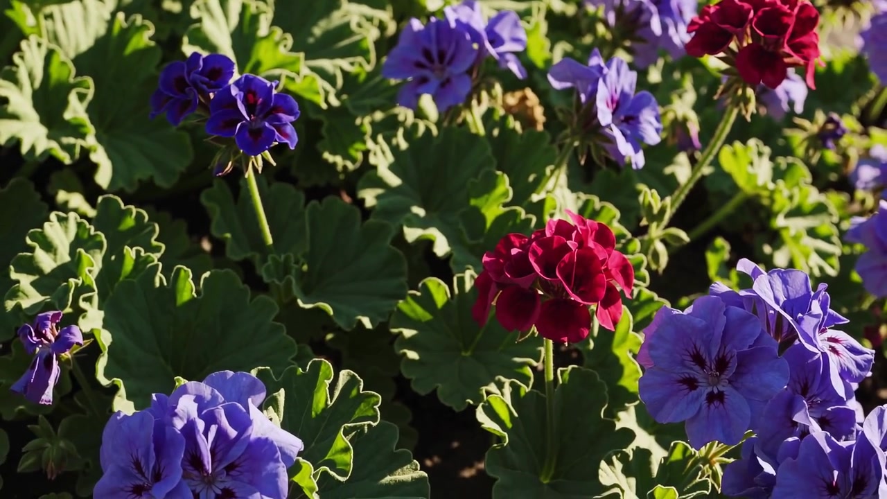 Farverige lilla og røde geraniumblomster i fuldt flor i en have