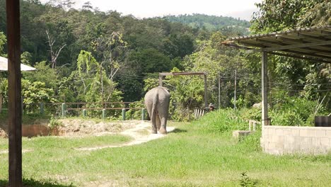 Elefante-Caminando-De-Regreso-A-La-Naturaleza-En-Chiang-Mai,-Tailandia