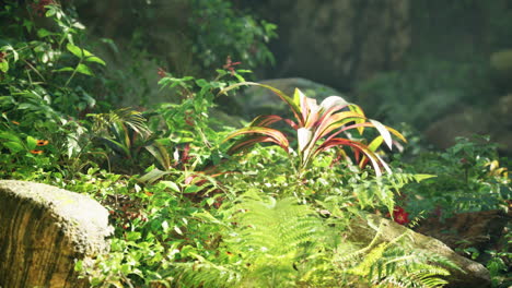 lush tropical plants in sunlight