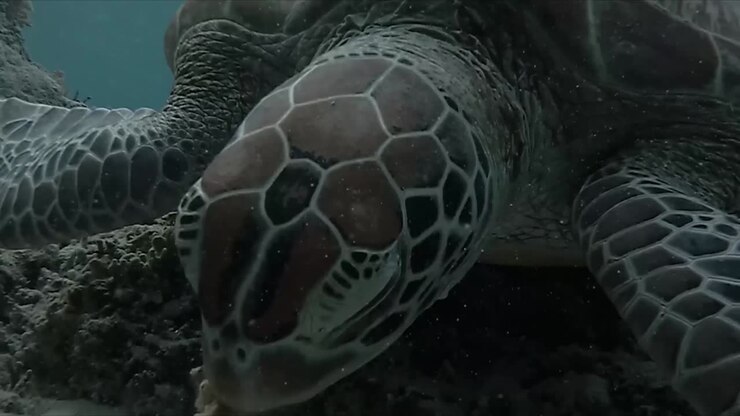 A captivating dive in Bali, paradise with stunning fish on the reef green turtle