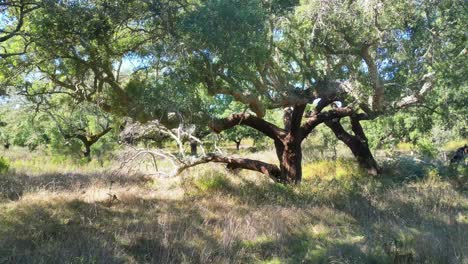 majestic cork oak trees in a sunny alentejo landscape