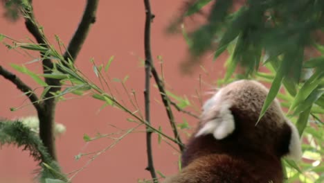 panda rojo hambriento come bambú