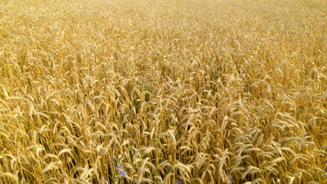 Stunning-aerial-shot-of-an-endless-golden-wheat-field