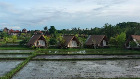 Chozas-Con-Vistas-A-Campos-De-Arroz-Vacíos-Después-De-La-Cosecha-Al-Amanecer-En-Ubud-Bali,-Antena