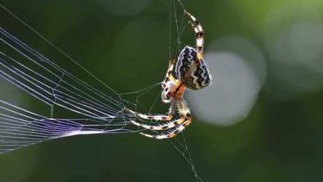 araña en su red