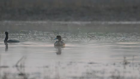 Eurasische-Pfeifente,-Die-Morgens-Im-Feuchtgebiet-Schwimmt