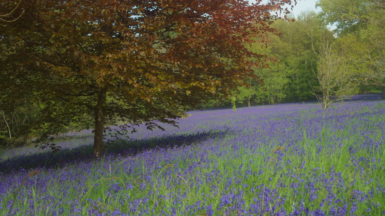 Tranquility In Bluebell Woods At Enys Gardens Near Penryn, Falmouth, Cornwall, England. Static Shot