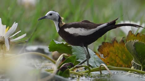 closeup shot of pheasant tailed jacana with flowers