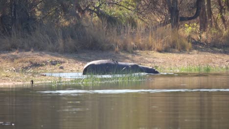 Aufnahmen-Eines-Großen-Erwachsenen-Flusspferds-In-Einem-Natürlichen-See-In-Einem-Nationalpark-In-Südafrika