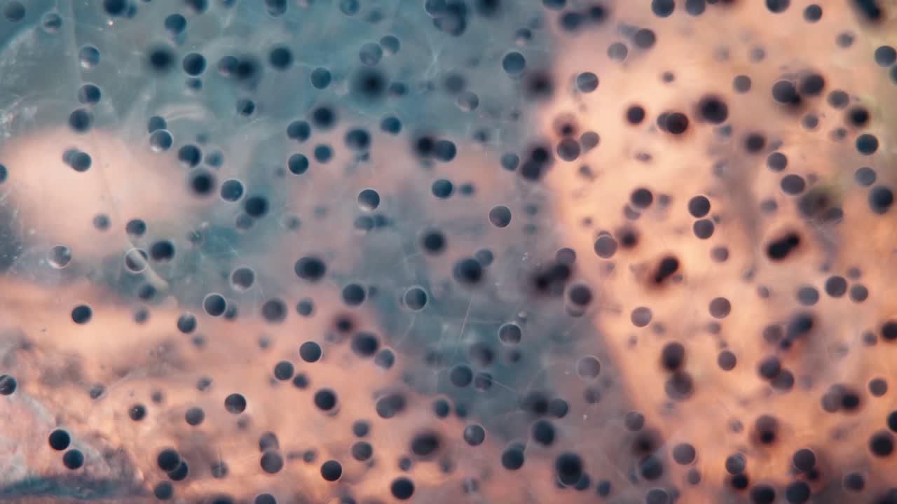 Primo piano dettagliato di uova di rana traslucide sospese nell'acqua. Punti neri di embrioni in via di sviluppo sono visibili all'interno di chiare sfere gelatinose, catturando il processo biologico della riproduzione degli anfibi.