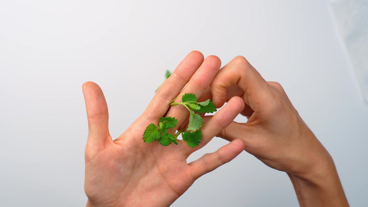 Person plucking fresh lemon balm leaves for tea. Hands tearing green melissa stem on white background, top view, studio bright lighting.
