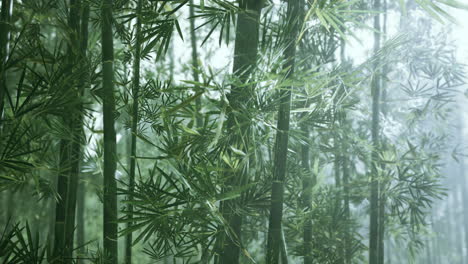 asian-bamboo-forest-with-morning-fog-weather