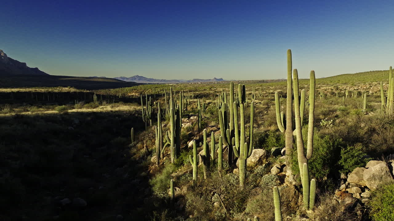 imágenes de drones en movimiento lento del valle en el desierto con cactus de toda variedad