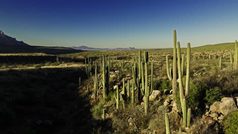 slow moving drone footage of valley in desert with cactus of all variety