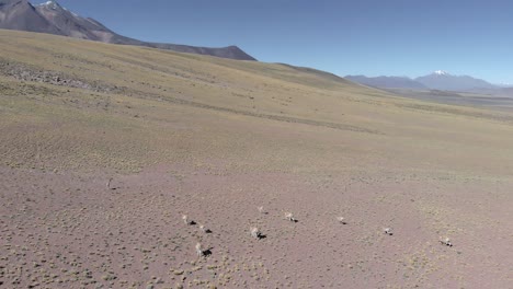 Aerial-view-of-a-herd-of-vicunas,-wild-relatives-of-llamas,-running-on-the-mountains-at-the-Atacama-Desert