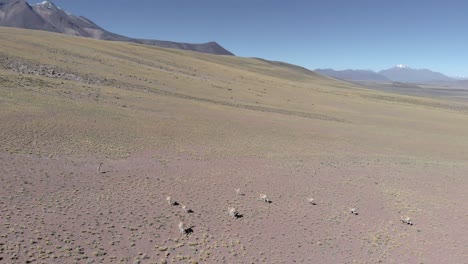 aerial view of a herd of vicunas, wild relatives of llamas, running on the mountains at the atacama desert