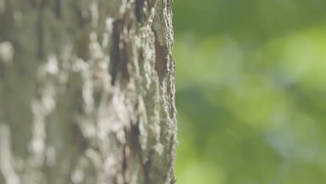 Rough-Skin-Of-Tree-Trunk-With-Blurred-Green-Foliage-In-The-Background