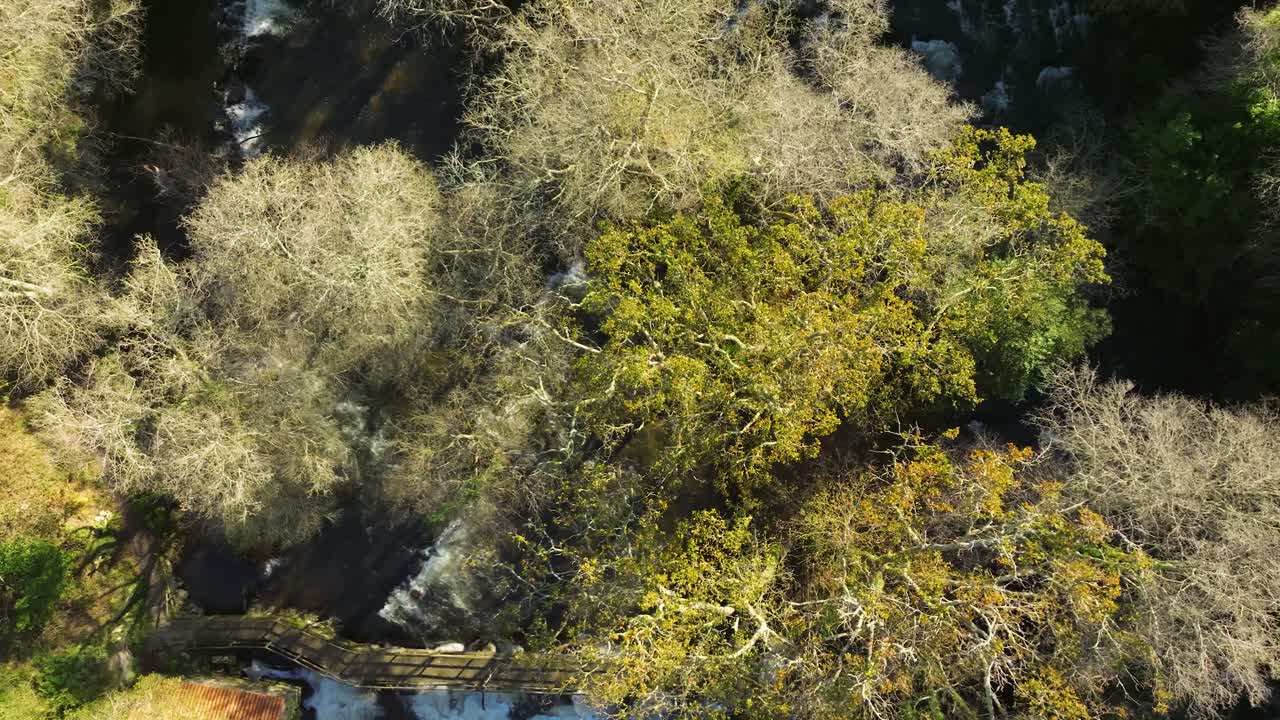 스페인 카스트리즈 의 은 날 에 나무 들 사이 에 있는 강 을 가로지르는 나무 다리