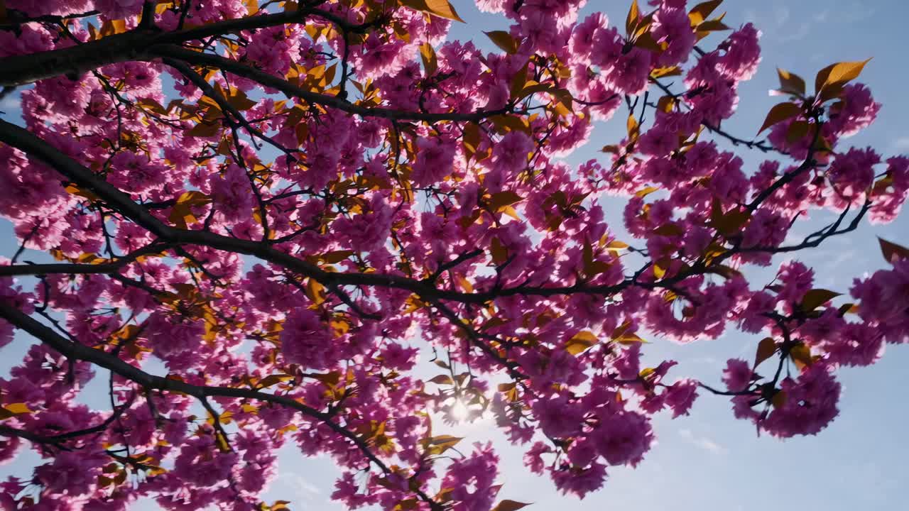 Low-angle video shot of vibrant pink cherry blossoms against a clear blue sky, capturing the beauty