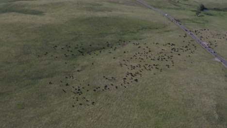 Drone-Panning-Around-Buffalo-At-Yellowstone-National-Park