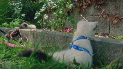 kitten-plays-with-siblings-in-a-garden-long-shot