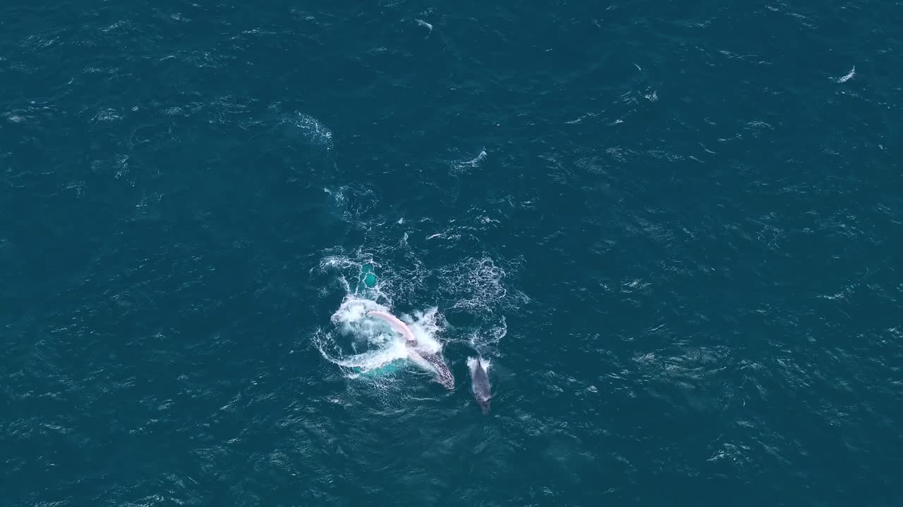 Drone captures a mother whale and her calf slapping fins and tails while staying close together. The playful calf gently taps its mom with its tail, showing their sweet bond and lively behavior
