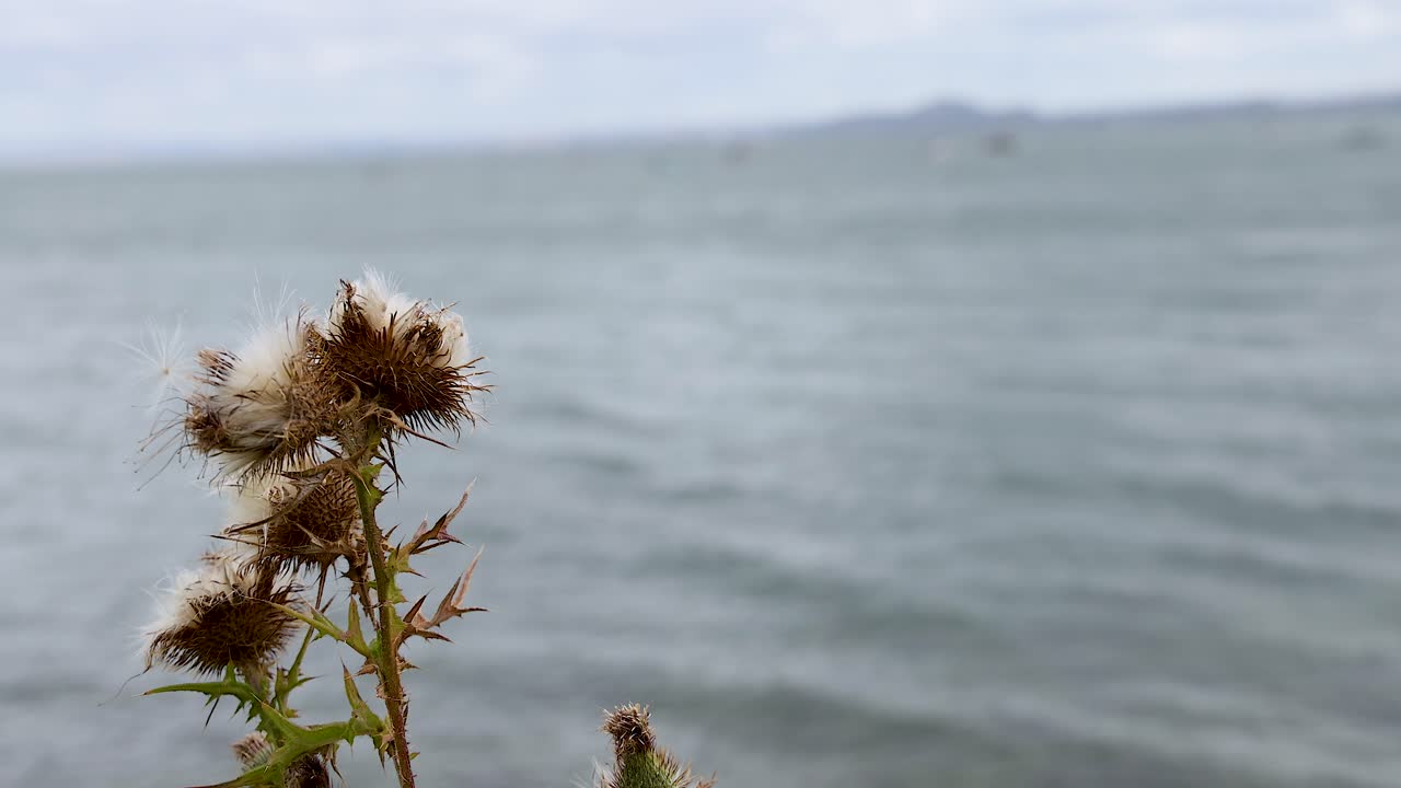 Thistle plant swaying near the sea