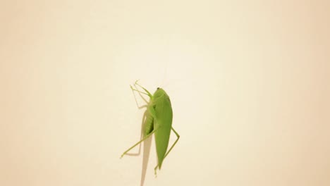 a katydids on a white wall in rio de janeiro, brazil