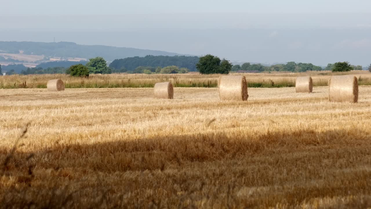 tarlada yeni hasat edilmiş yuvarlak saman balyaları