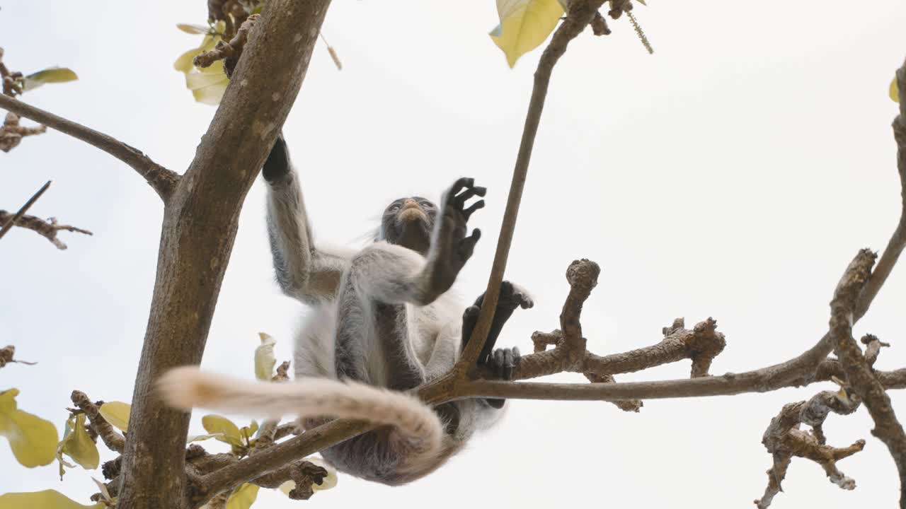 colobo rojo de zanzíbar - mono piliocolobus kirkii endémico de unguja, isla principal del archipiélago de zanzíbar, frente a la costa de tanzania, también conocido como colobo rojo de kirks, trepando, colgando y llamando