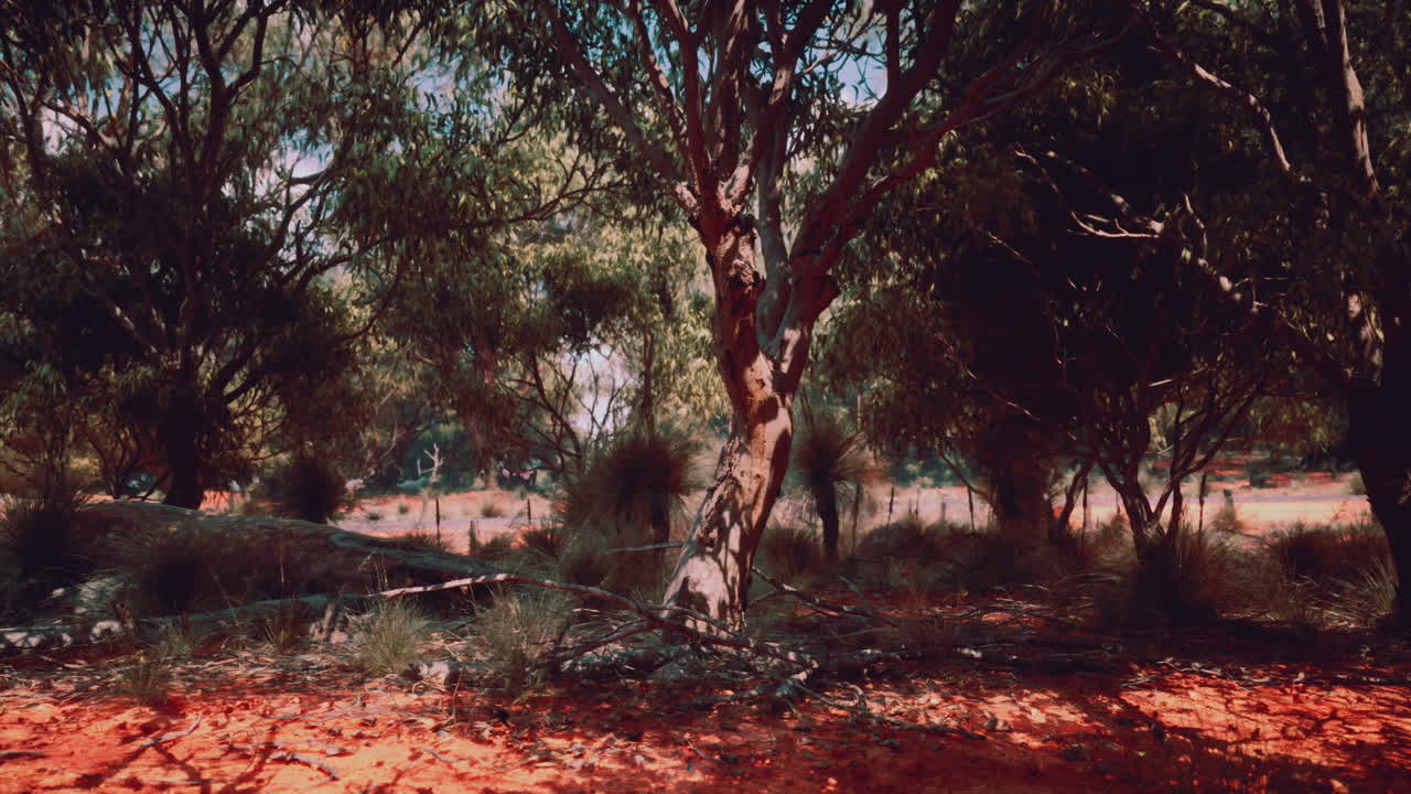 오스트레일리아 아웃백 숲의 장면