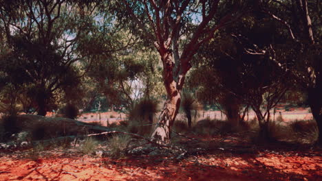 australian outback forest scene