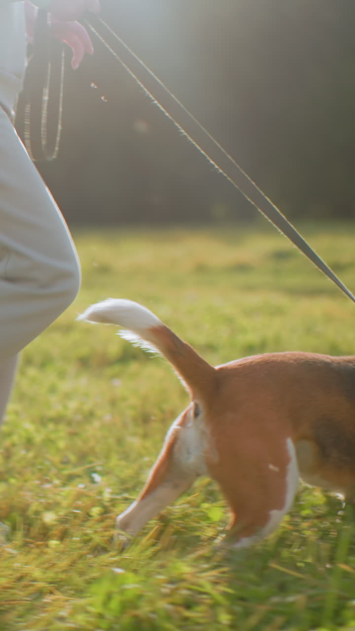 코카서스인 트레이너가 해질녘에 비글을 훈련하며, 따뜻한 역광과 먼지 입자, 부드러운 목줄 장력, 장난기 넘치는 당김과 반응, 풀이 무성한 들판, 훈련 중인 집중하는 강아지와 핸들러