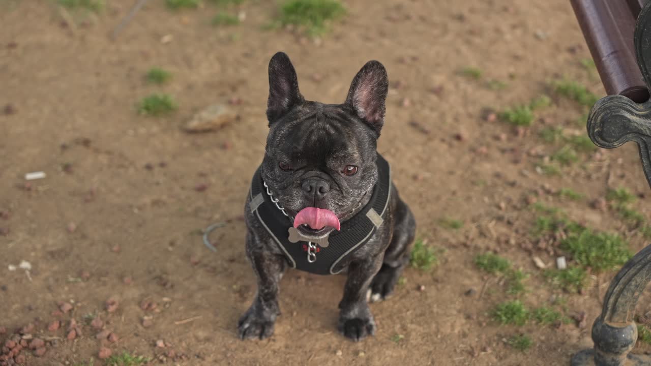 perro descansando, jugando, corriendo en el parque