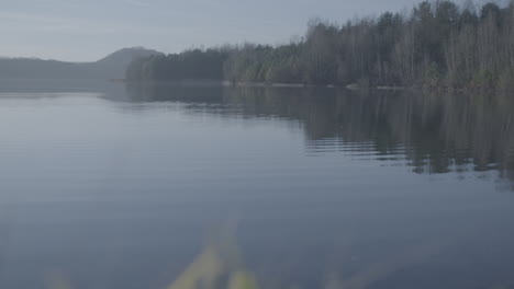 foto general de un lago en un día soleado con plantas en el registro de primer plano