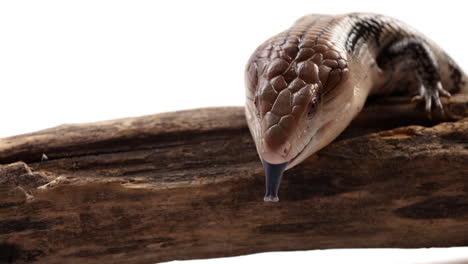 blue tongue skink whips out tongue as it relaxes on tree branch in front of white background - close up on reptile tongue