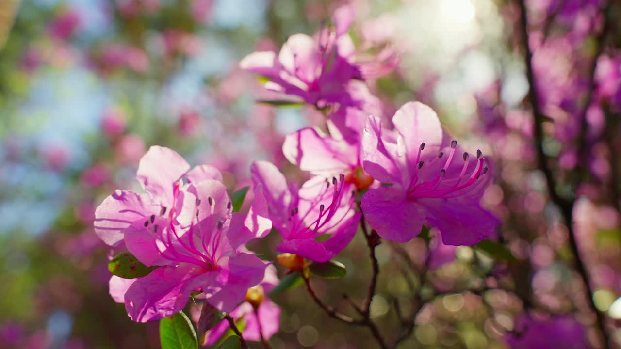 Blomstrende rosa asaleaer svai lett i varm vårsol. Mykt lys fremhever delikate kronblader og grønne blader. Bakgrunnen er uskarp med hint av blå himmel og flere blomster.