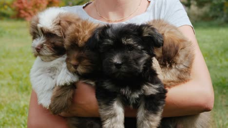 a woman is holding four small puppies in her hands