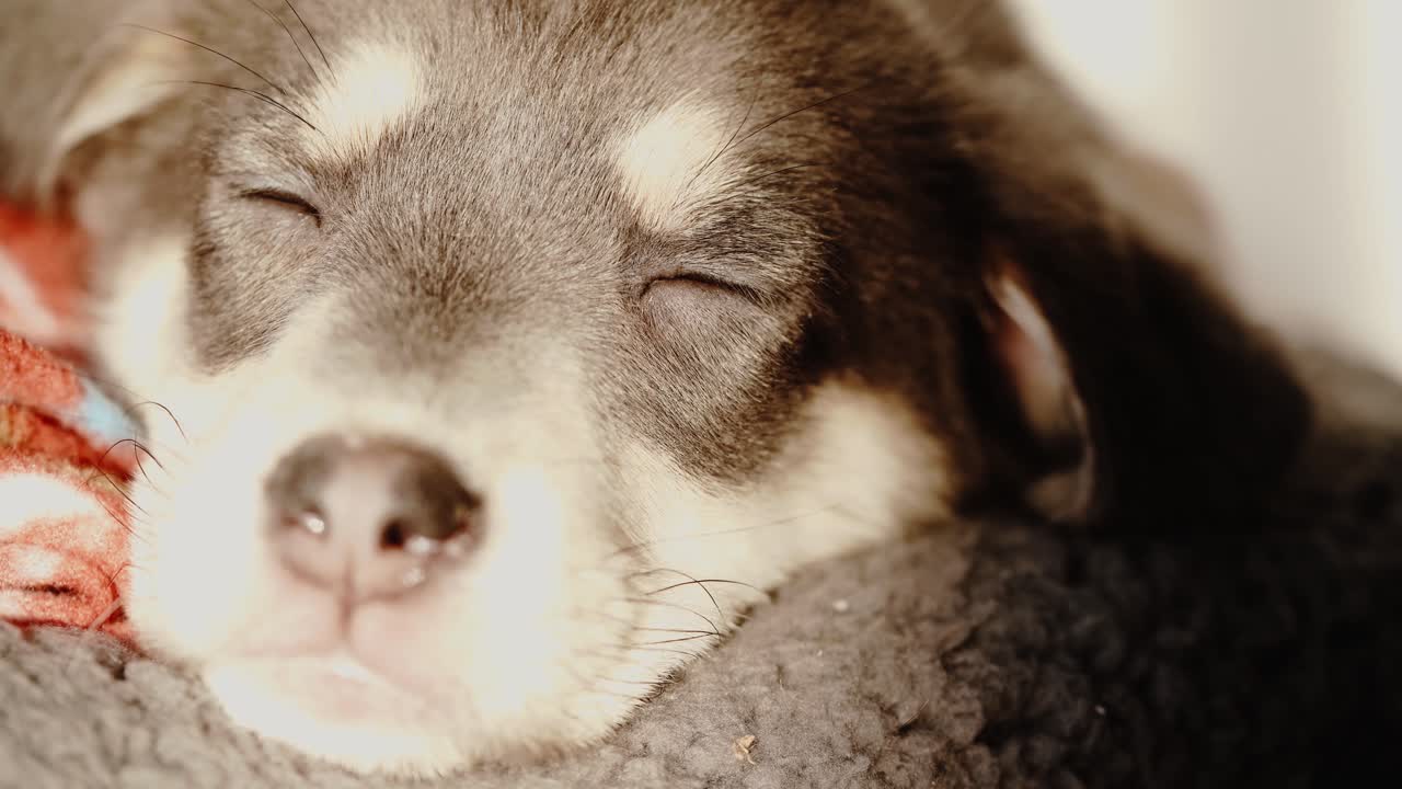 저녁 빛에 졸린 강아지의 다양한 근접 촬영