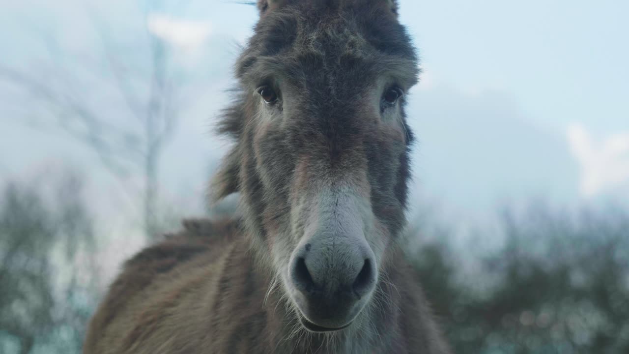 4K Cinematic slow motion footage of a donkey in a field eating grass on a sunny day.