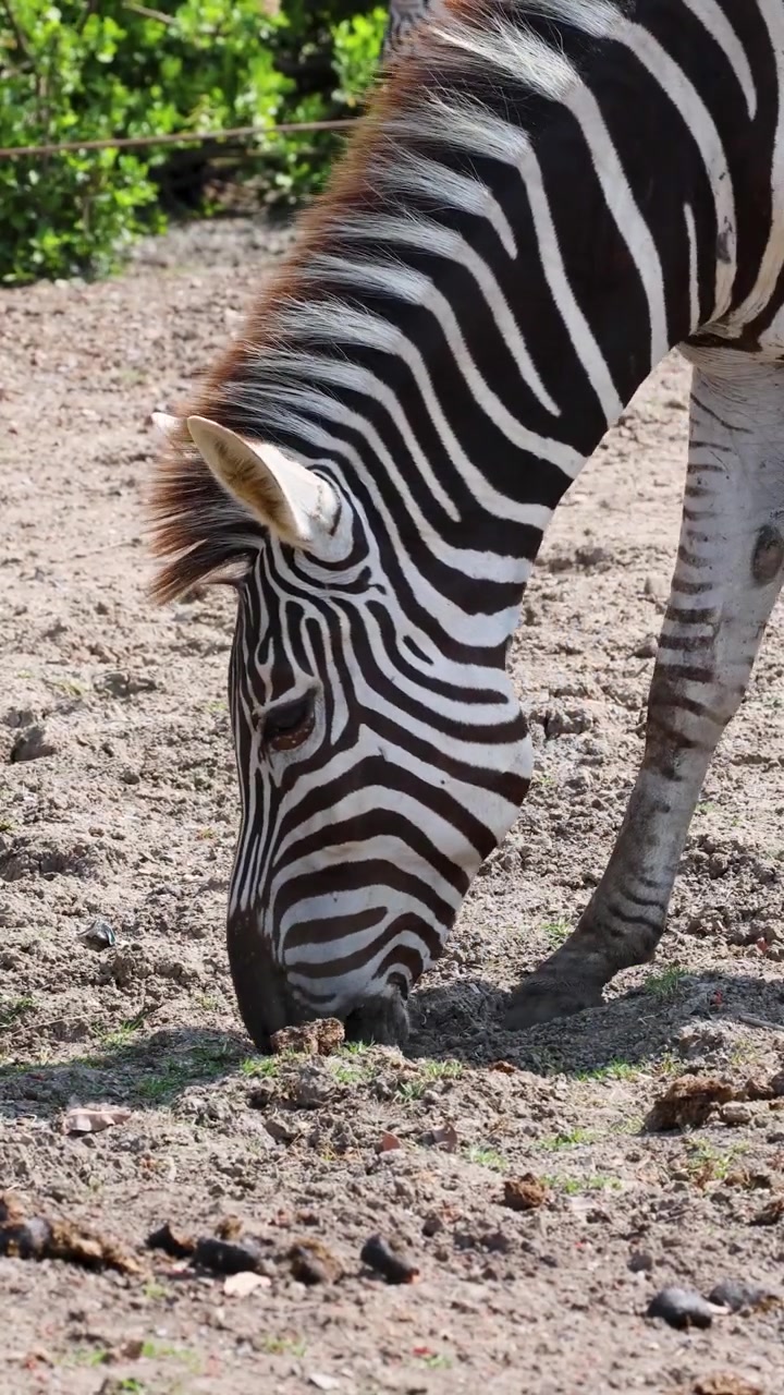 Una zebra delle pianure pascola su terreno secco della savana sotto un sole splendente, di profilo, in ambiente naturale