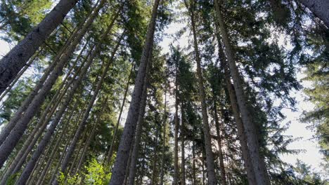 forest with tall trees at dawn slow motion forest with tall trees at dawn slow motion