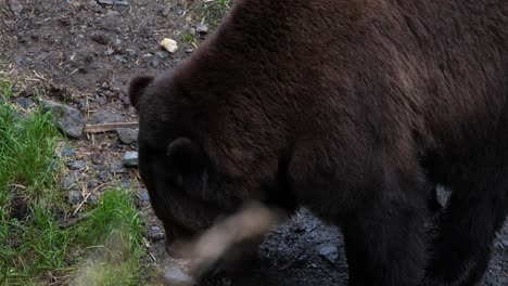 closeup of a brown bear in sitka, alaska