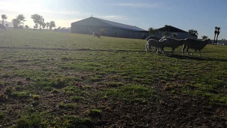 sheep grazing on a cattle livestock farm in the sun on the grass