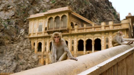 mono mirando a la cámara en el templo galtaji, cerca de jaipur, india