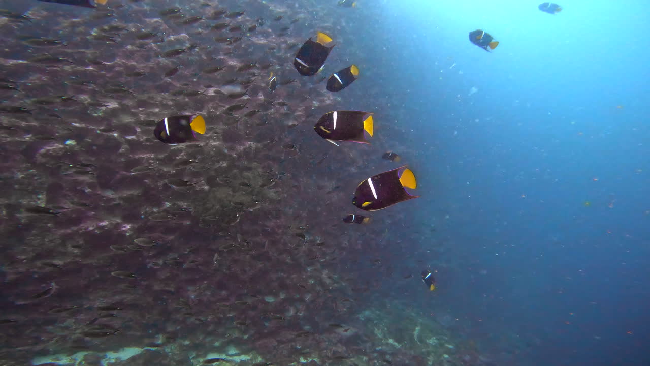 Aquatic shot of seabed and shoal, Galapagos