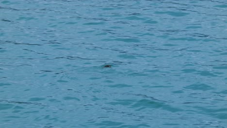 Pinguinschwimmen-Und-Tauchen-Im-Türkisfarbenen-Wasser