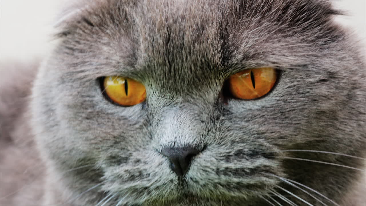 Close up of a Scottish Fold cat with orange eyes resting with a blurred background