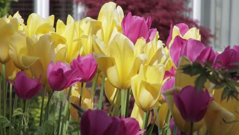 beautiful array of yellow and red spring tulips in an english garden